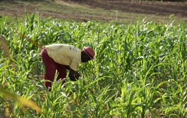 Un agriculteur en pleine récolte dans une ferme biologique à Bolgatanga, dans le nord du Ghana.TG23/SHUTTERSTOCK
