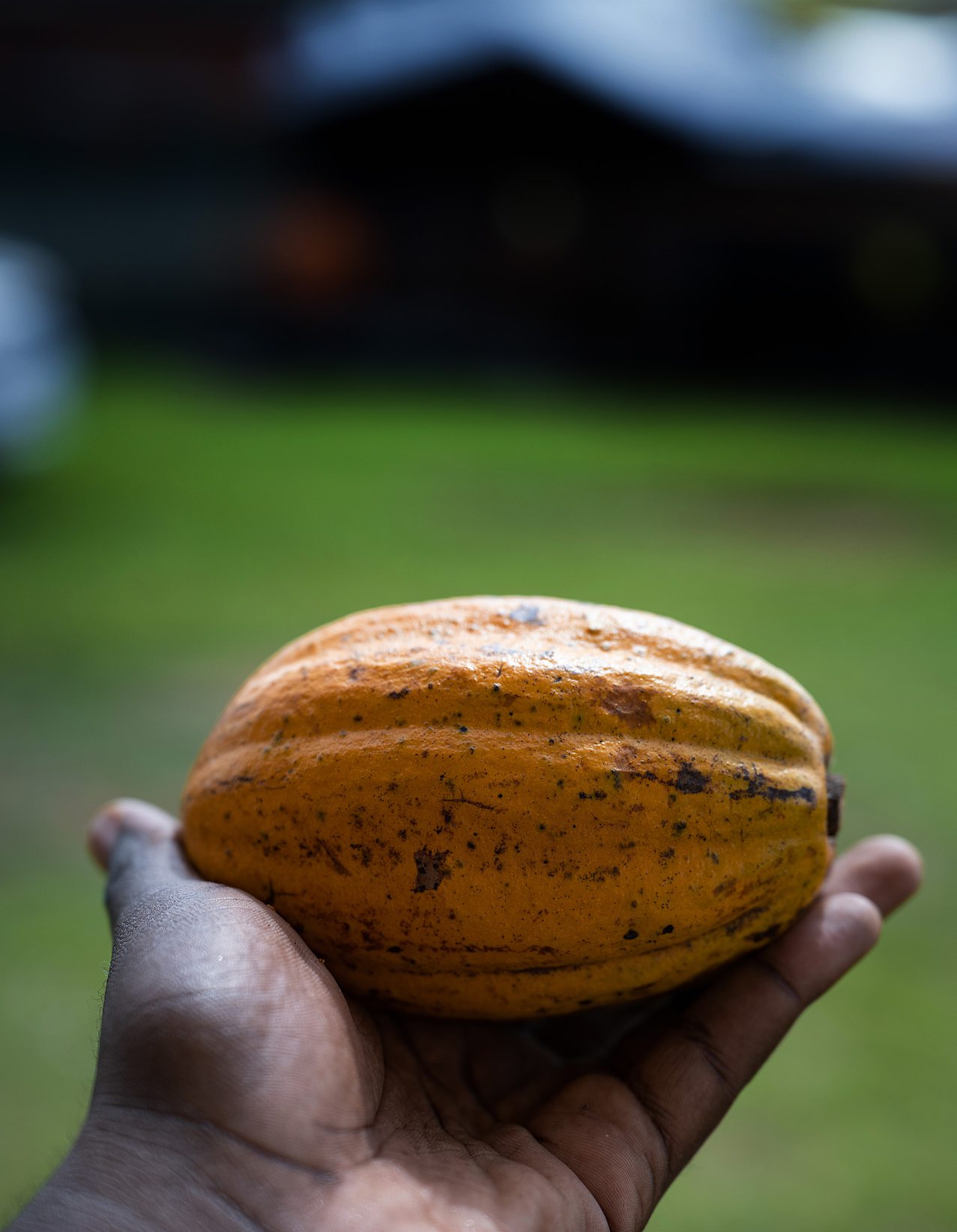  Fève de cacao  cultivée à Soubré,  dans le sud-ouest  du pays. MILEQUEM DIARASSOUBA/SHUTTERSTOCK