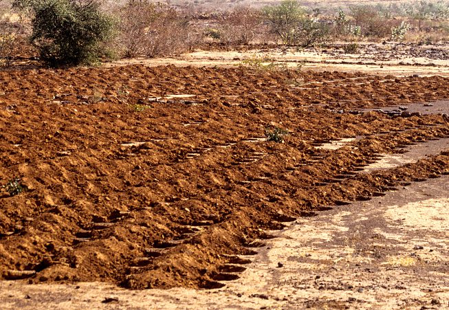 Au Niger, préparation de la terre avant de planter le millet.  ALAMY