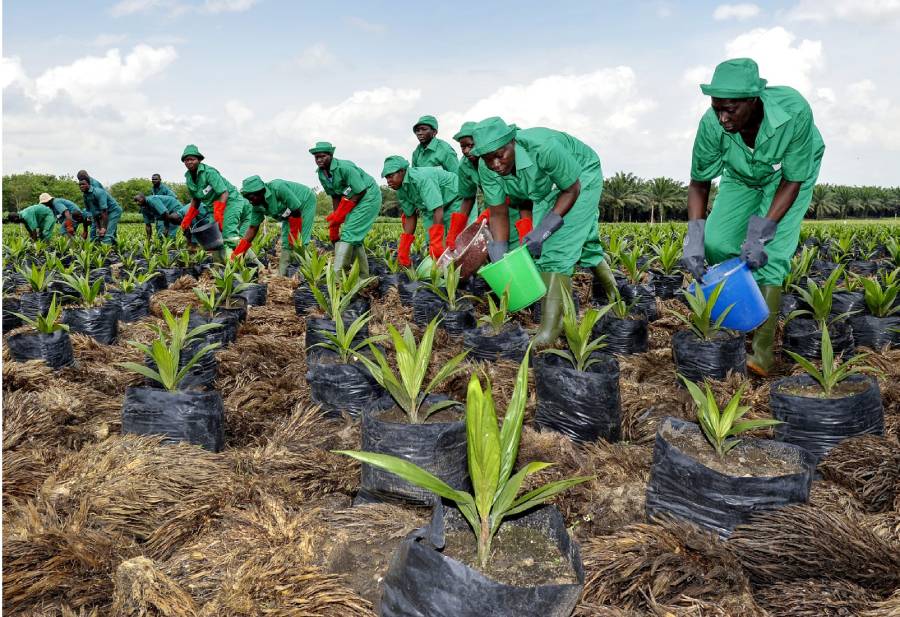 La culture de l’huile de palme dans les plantations de la SIFCA, à Irobo. Produits agroalimentaires conçus à partir de matières premières locales. NABIL ZORKOT