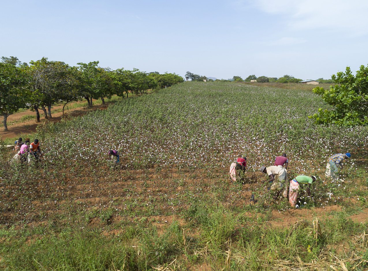 Plantation de coton dans la région de Korhogo. Préserver la fertilité des sols pour accroître les rendements. NABIL ZORKOT