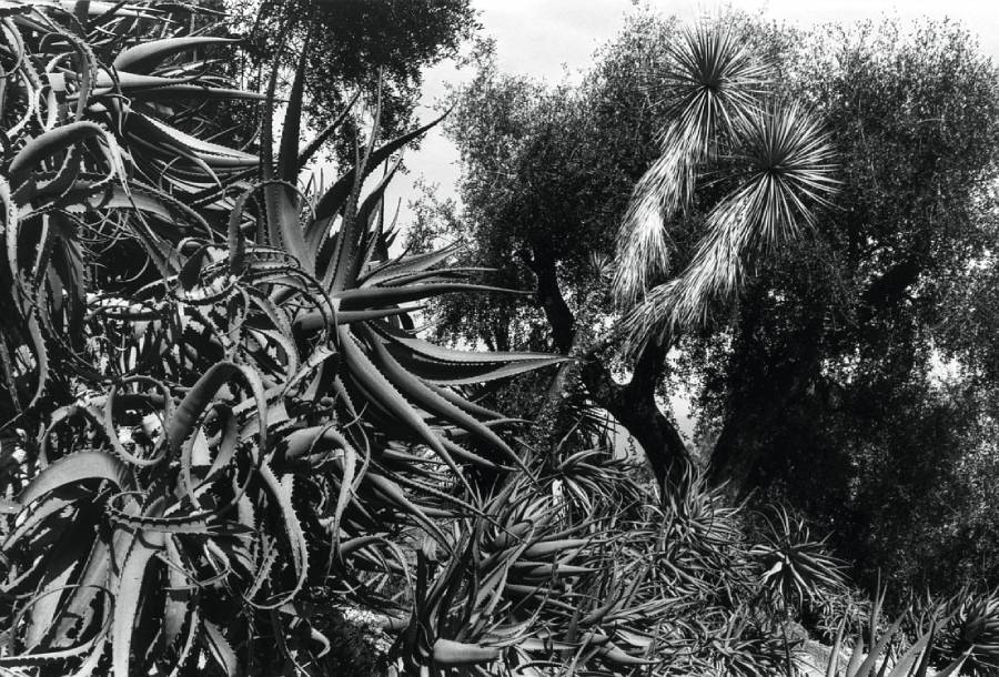 Hortus XV, circa 1980. JELLEL GASTELI