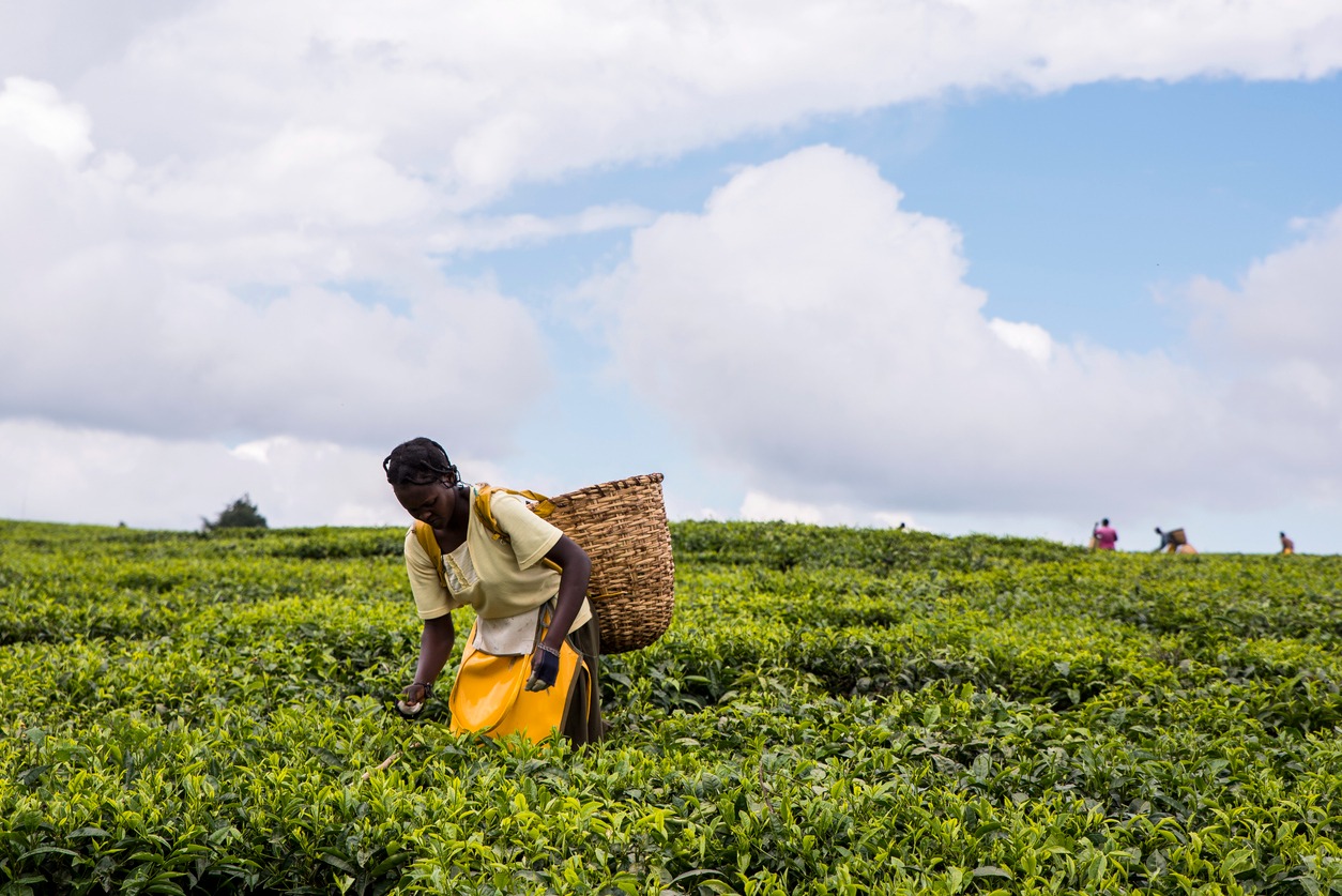 Ferme de thé à Nandi Hills, Kenya. Jennifer Watson