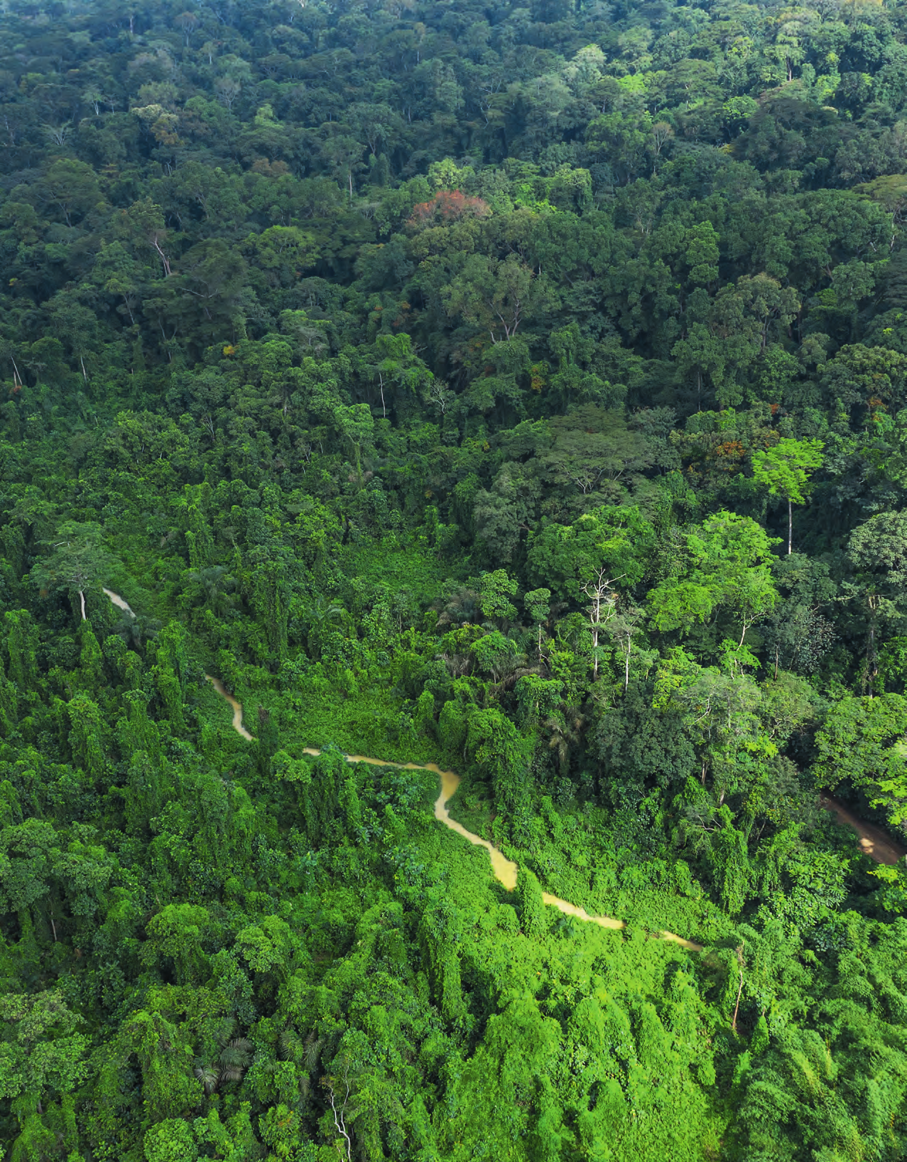 Le parc national du Banco est le poumon vert de la capitale économique. NABIL ZORKOT