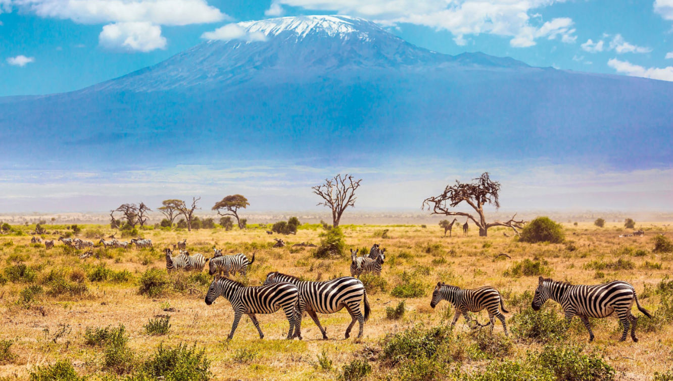 À LA FRONTIÈRE entre le Kenya et la Tanzanie se dresse la plus mythique des montagnes africaines, et la quatrième la plus haute au monde: le Kilimandjaro. Plus précisément, ce massif est formé par trois volcans: le Shira et ses aiguilles à l’ouest, le Mawenzi (le plus sauvage) à l’est, et le Kibo au centre. Son pic Uhuru («liberté», en swahili) culmine à 5892 mètres: un nom choisi en 1961 par le président tanzanien Julius Nyerere, pour célébrer l’indépendance du pays et en faire un symbole d’espoir et de dignité pour le continent. Ici, aux abords d’une impressionnante caldeira de 3,6 km de long sur 2,4 km de large, l’air est si raréfié que l’on inspire à chaque fois moins de la moitié de l’oxygène présent au niveau de la mer. Les six voies d’ascension du Kilimandjaro (une septième ne sert qu’à la descente) traversent la forêt tropicale et les canyons volcaniques, et sont praticables même par les débutants. Mais le véritable défiàrelever est le mal d’altitude si l’on veut voir l’aube éclairer cet incroyable paysage lunaire, parfois encore parsemé de blocs de glaciers aux saisons sèches (janvier-février et juin-septembre). Sa dizaine de glaciers s’étendait sur près de 20 km2 à la fin du XIXe siècle, mais aujourd’hui, la calotte glaciaire se réduit comme peu de chagrin et pourrait disparaître d’ici à quinze ans. La faute également à la déforestation, qui contribue localement aux changements climatiques et impacte le niveau d’enneigement. La perte de son halo blanc ne semble pas pour autant arrêter les marcheurs, qui continuent de rêver du toit de l’Afrique. Qu’ils optent pour la voie plus spectaculaire ou l’une des moins fréquentées, pour une excursion tout confort, avec chef et couchage de luxe, ou plus simple, ils ont l’embarras du choix. À noter que, si la loi oblige à embaucher porteurs et guides locaux, il vaut mieux faire confiance à une compagnie associée au Kilimanjaro Porters Assistance Project (kiliporters.org), pour une ascension éthique et responsable.