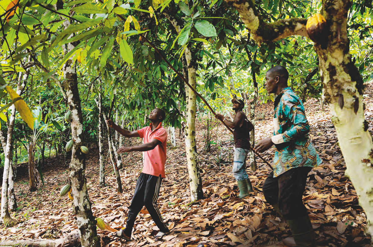 Récolte de cabosses de cacao à Man, à l’ouest du pays.ZIV KOREN/POLARIS/STARFACE