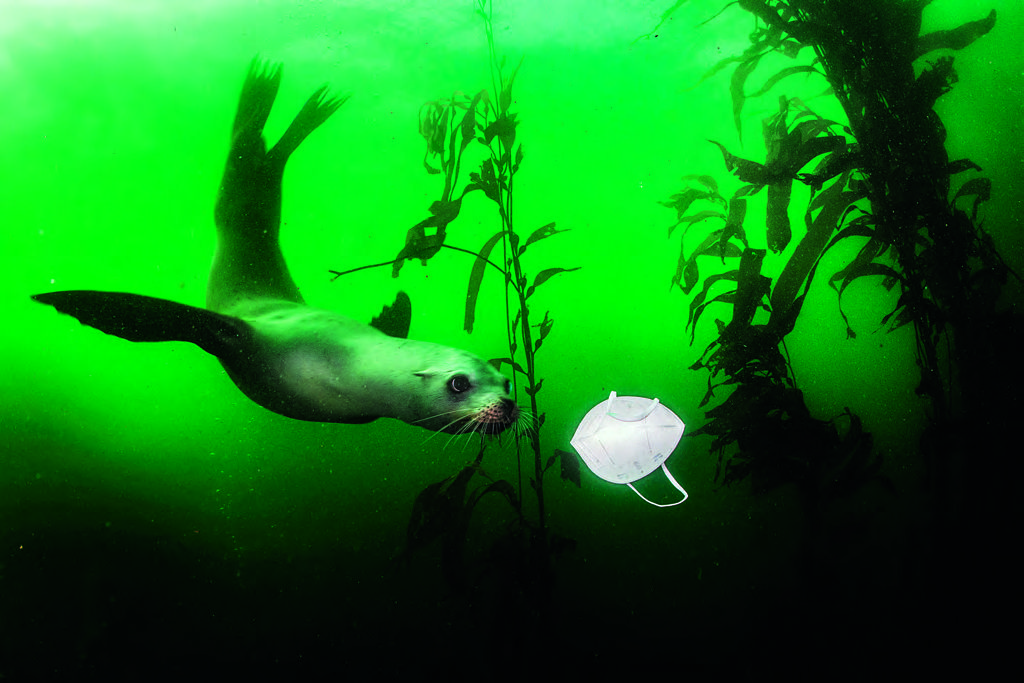 RALPH PACE, California Sea Lion Plays with Mask, 1er prix Environnement.