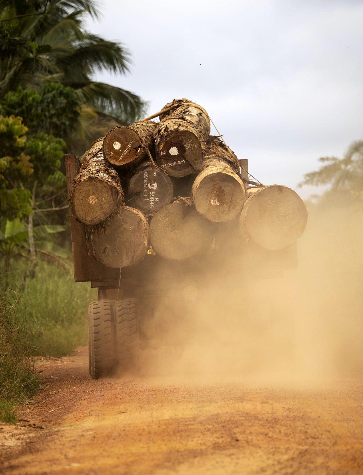 La forêt du bassin du Congo, deuxième «poumon vert» de la planète, est menacée par l’exploitation intensive.GWENN DUBOURTHOUMIEU
