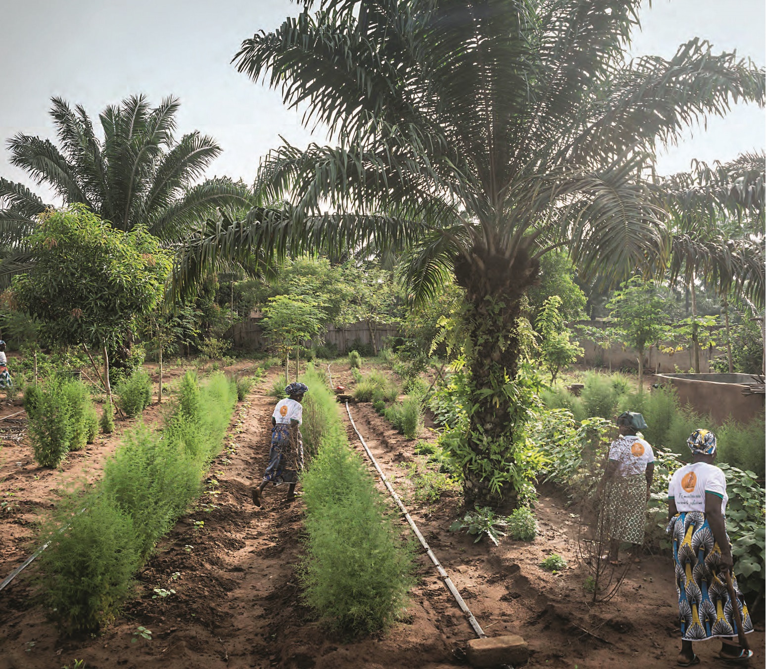 Une ferme agroécologique qui pratique la permaculture, à Banigbé, dans le sud du Bénin. JEAN CLAUDE MOSCHETTI/REA