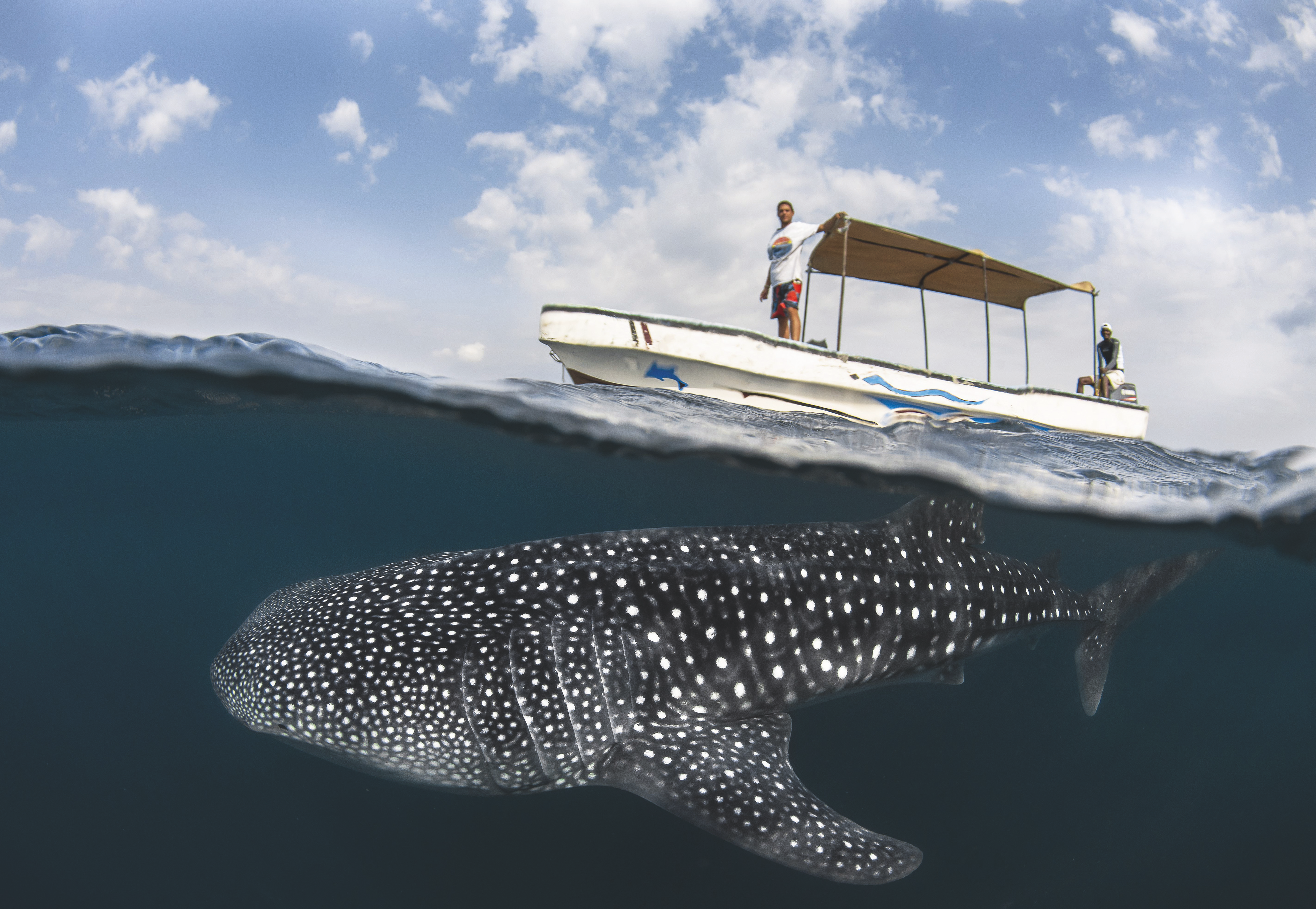 Les requins-baleines.GREG LECOEUR/LE FIGARO MAGAZINE 