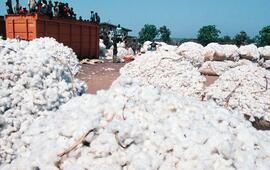 Baling cotton in Korhogo. There are 132,000 producers in the sector.DANIEL RIFFET/NATURIMAGES