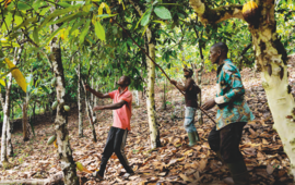 Récolte de cabosses de cacao à Man, à l’ouest du pays.ZIV KOREN/POLARIS/STARFACE