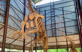 Au musée national Boubou-Hama, de nombreux squelettes issus de fouilles locales sont exposés. Ici, celui de Jobaria tiguidensis, l’une des espèces découvertes par le paléontologue américain Paul Sereno dans les années 1990.ZYAD LIMAM
