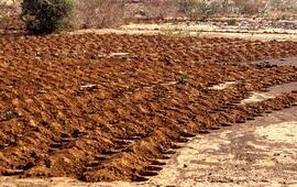 Au Niger, préparation de la terre avant de planter le millet. ALAMY