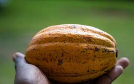  Fève de cacao  cultivée à Soubré,  dans le sud-ouest  du pays. MILEQUEM DIARASSOUBA/SHUTTERSTOCK