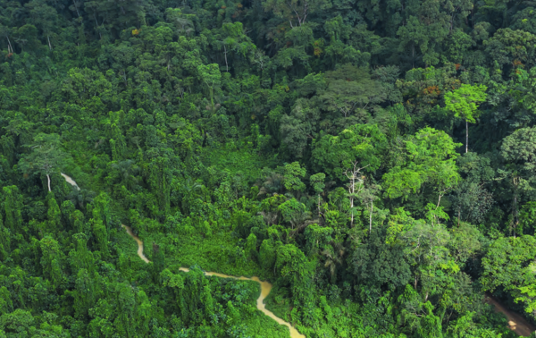 Le parc national du Banco est le poumon vert de la capitale économique. NABIL ZORKOT