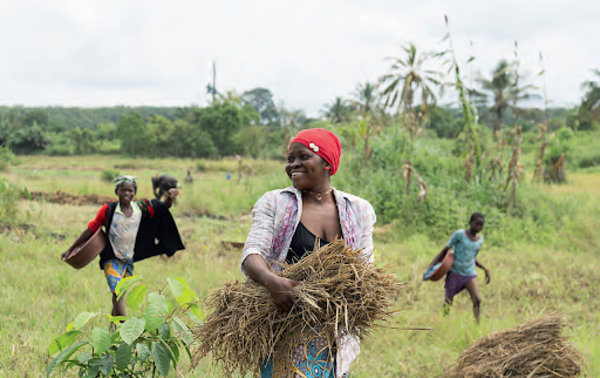 Le FAFCI intervient dans divers secteurs d’activité, comme l’agriculture. NABIL ZORKOT