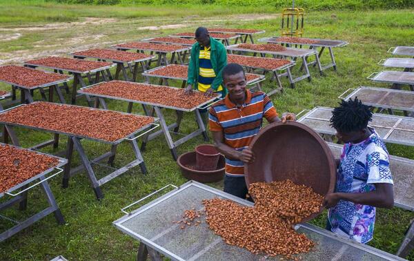 Le séchage des fèves au sein de la plantation de l’Amitié à Angbavia. NABIL ZORKOT