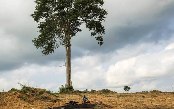 Conséquences de la déforestation. NABIL ZORKOT