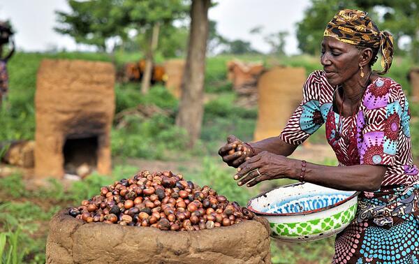 Une ouvrière agricole trie les amandes de karité. SHUTTERSTOCK