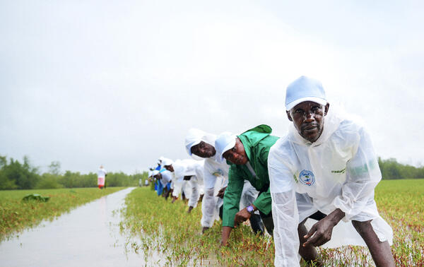 Une action en faveur de l'agriculture durable, Guinée. FONDATION OCP