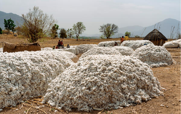 Récolte dans un village au Cameroun. SHUTTERSTOCK