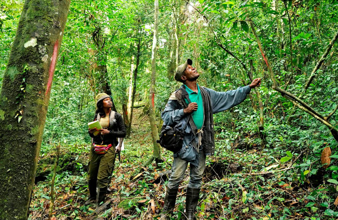 La réserve naturelle intégrale du mont Nimba.ZOHRA BENSEMRA/REUTERS