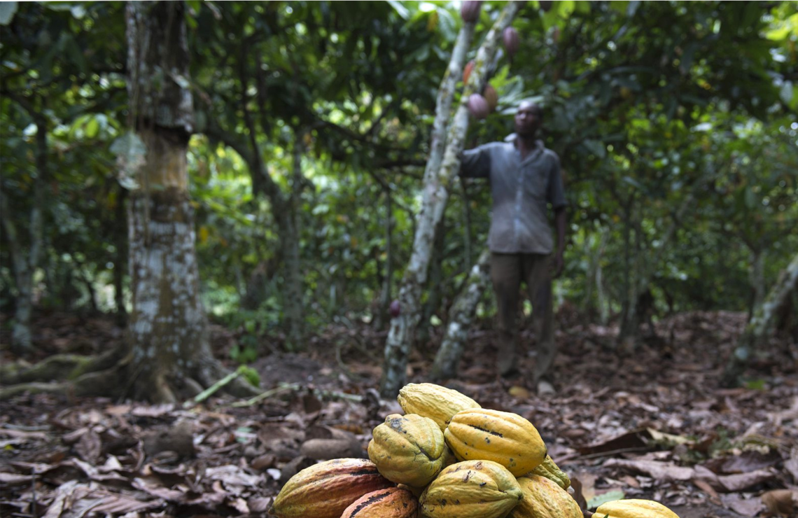 «De mauvaises conditions météorologiques, entraînant des récoltes décevantes en Côte d’Ivoire et au Ghana, ont créé une spirale incontrôlable.».NABIL ZORKOT