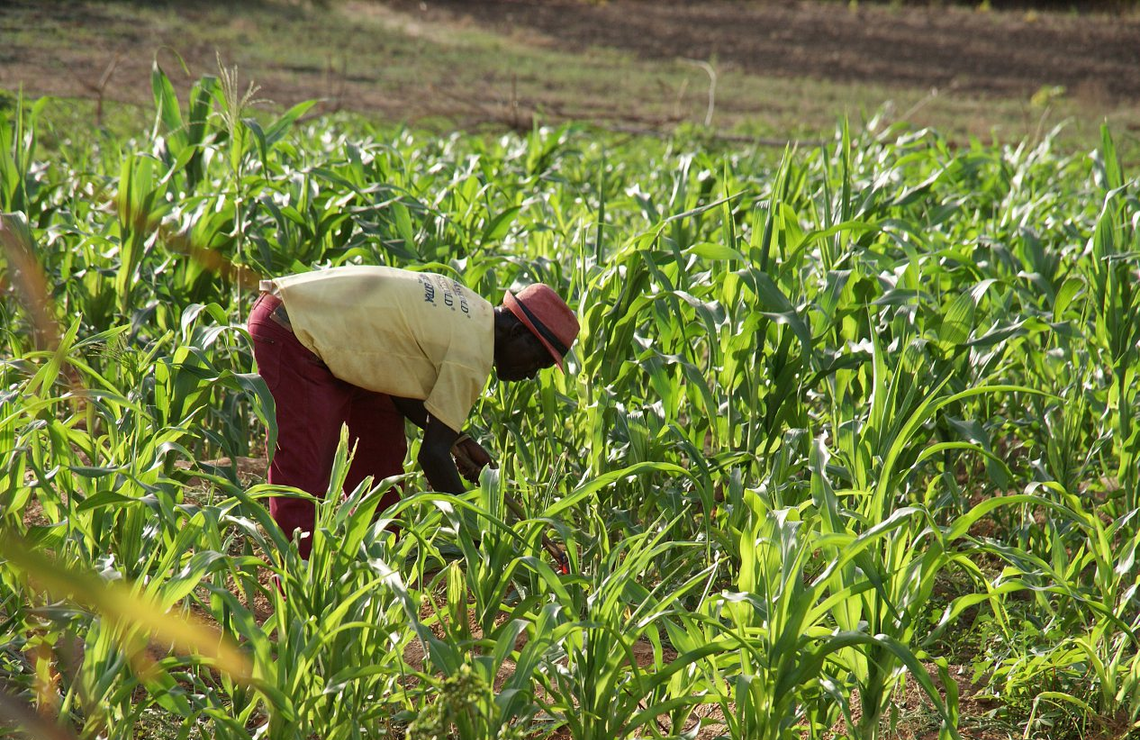 Un agriculteur en pleine récolte dans une ferme biologique à Bolgatanga, dans le nord du Ghana.TG23/SHUTTERSTOCK