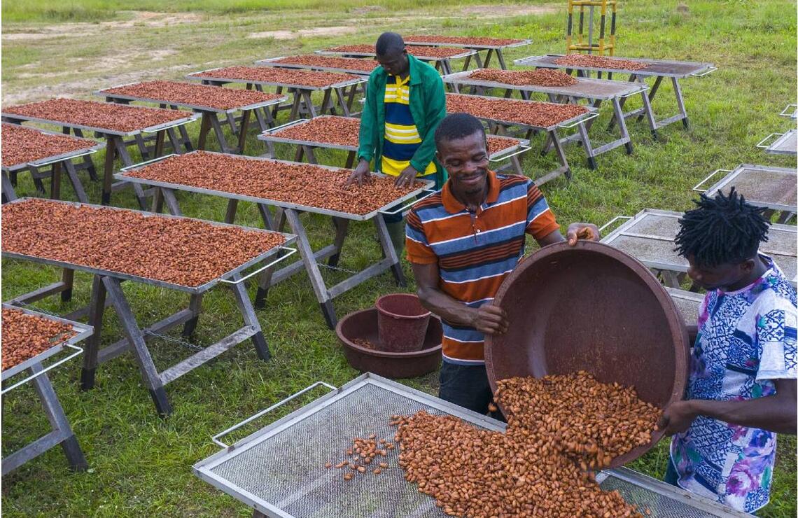 Le séchage des fèves au sein de la plantation de l’Amitié à Angbavia. NABIL ZORKOT