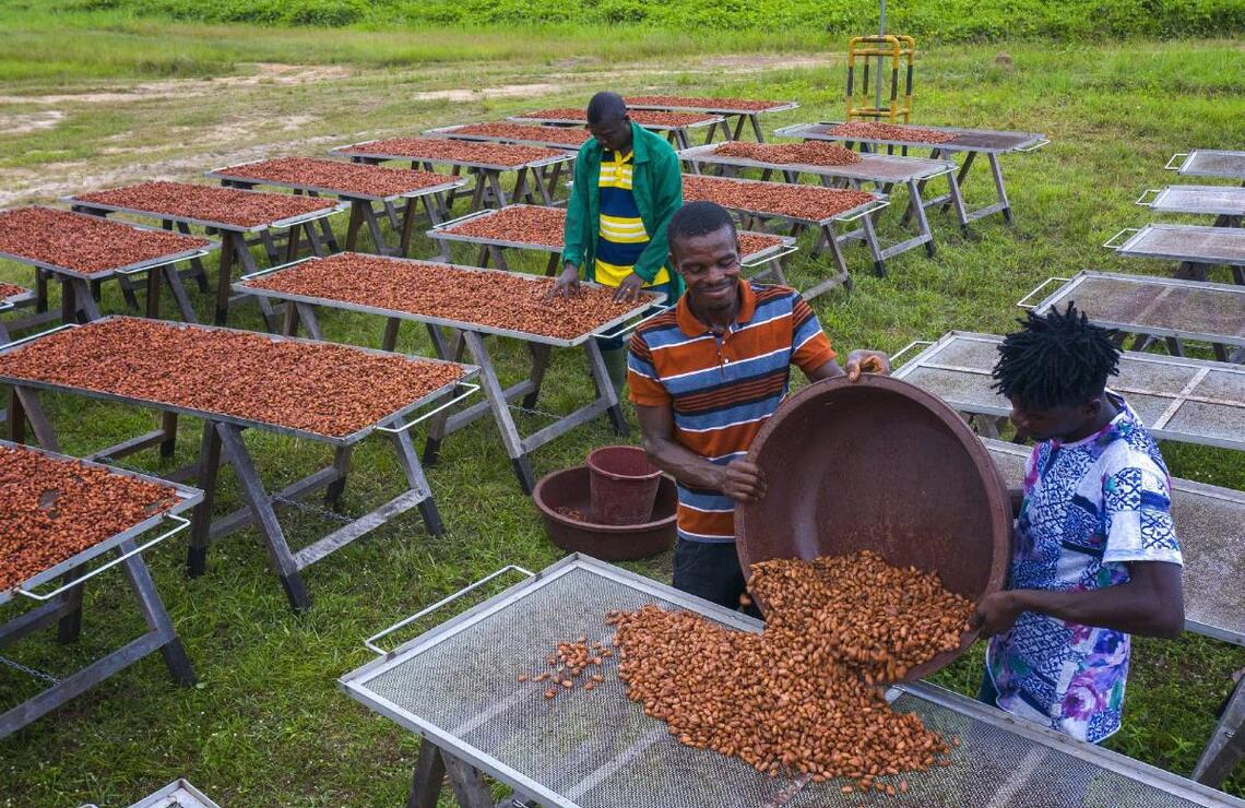 Puissance et autosuffisance Le séchage des fèves au sein de la plantation de l’Amitié à Angbavia. NABIL ZORKOT
