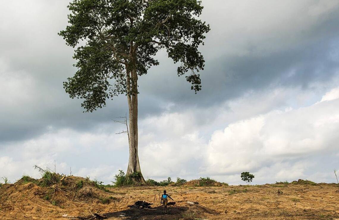Investir, s’adapter Conséquences de la déforestation. NABIL ZORKOT