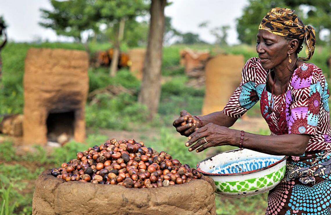 Le Nigeria bannit à son tour l’exportation de karité Une ouvrière agricole trie les amandes de karité. SHUTTERSTOCK