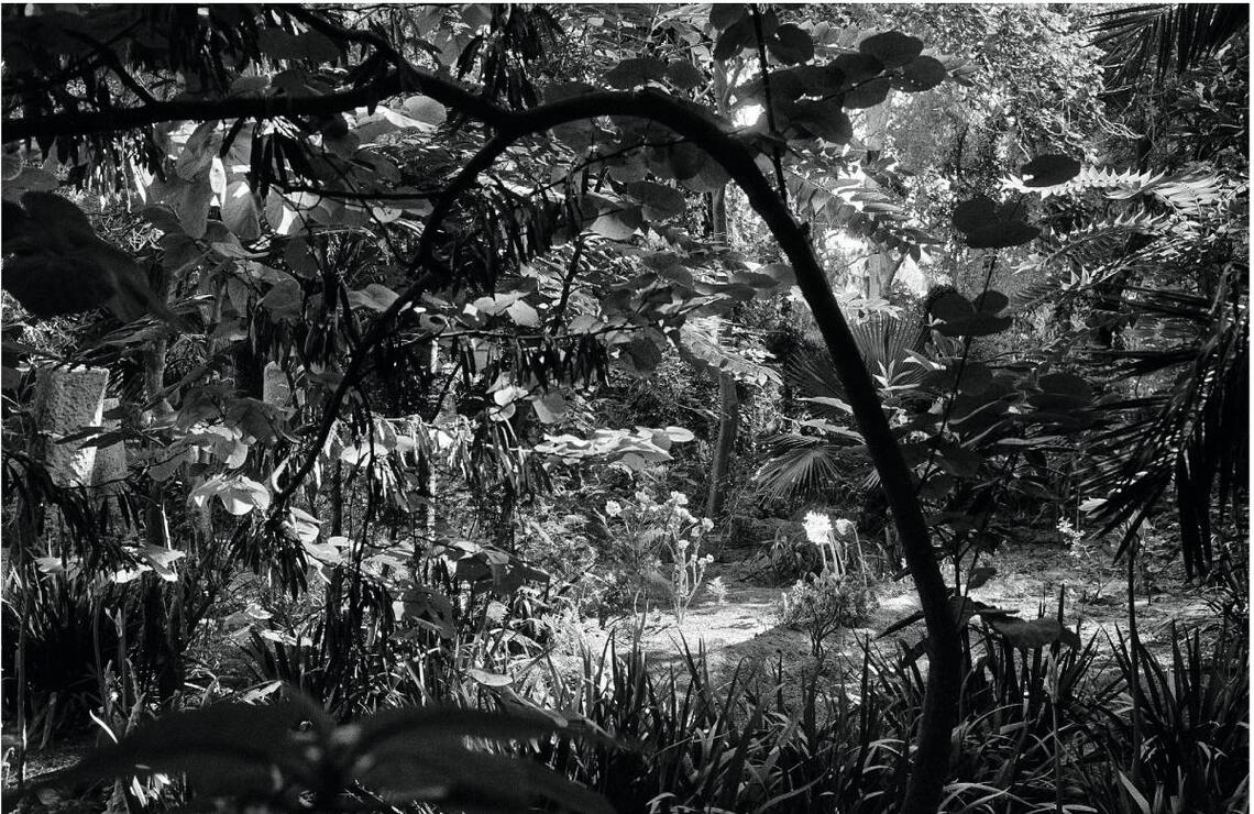 Le luxuriant jardin Henson, à Hammamet. JELLEL GASTELI