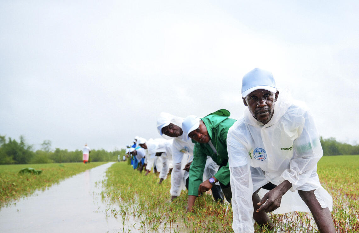 Une action en faveur de l'agriculture durable, Guinée. FONDATION OCP