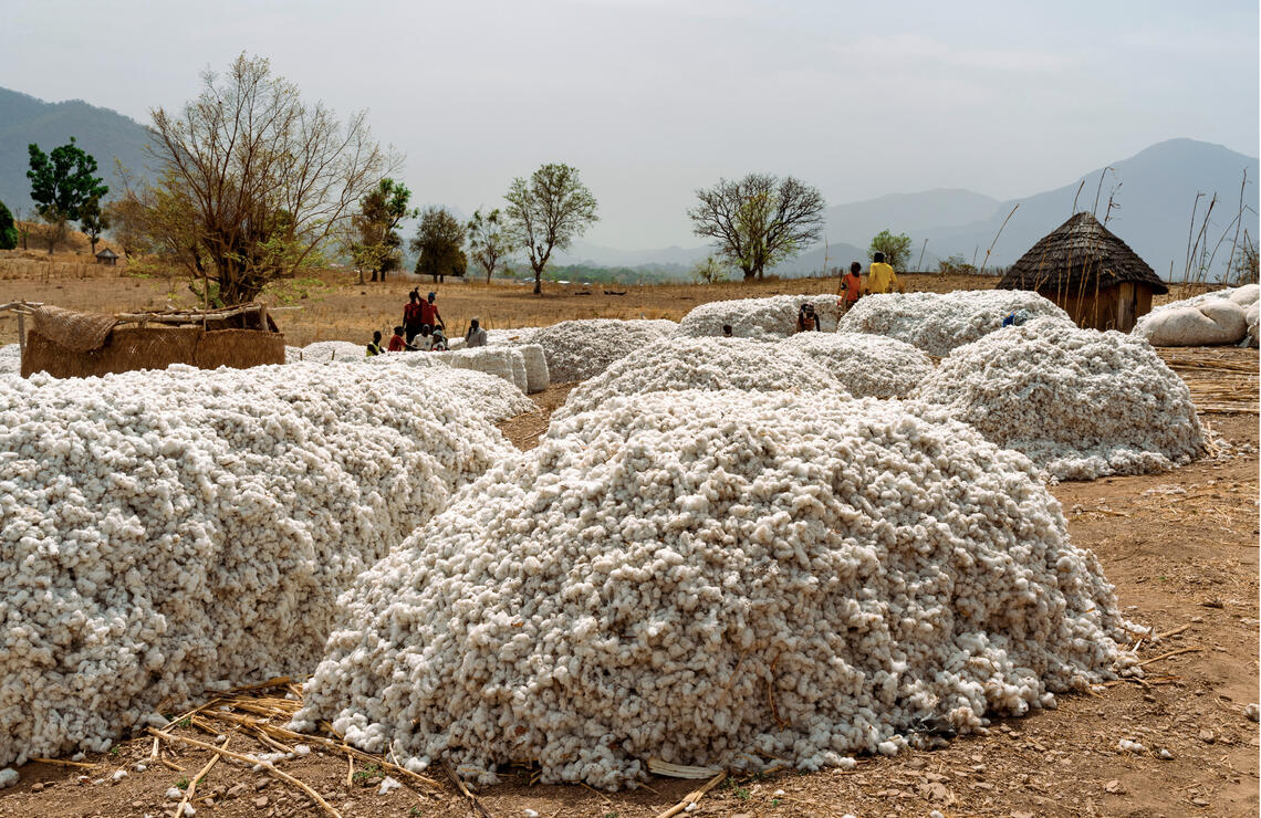 Récolte dans un village au Cameroun. SHUTTERSTOCK