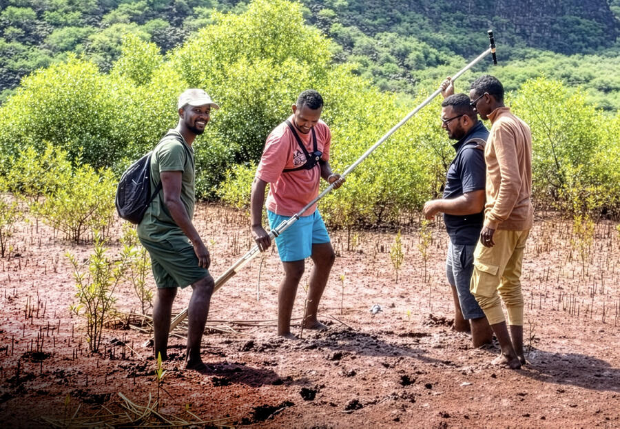 L'ORREC révèle la renaissance des mangroves de Godorya, sur la côte nord, dans la région d'Obock. DR