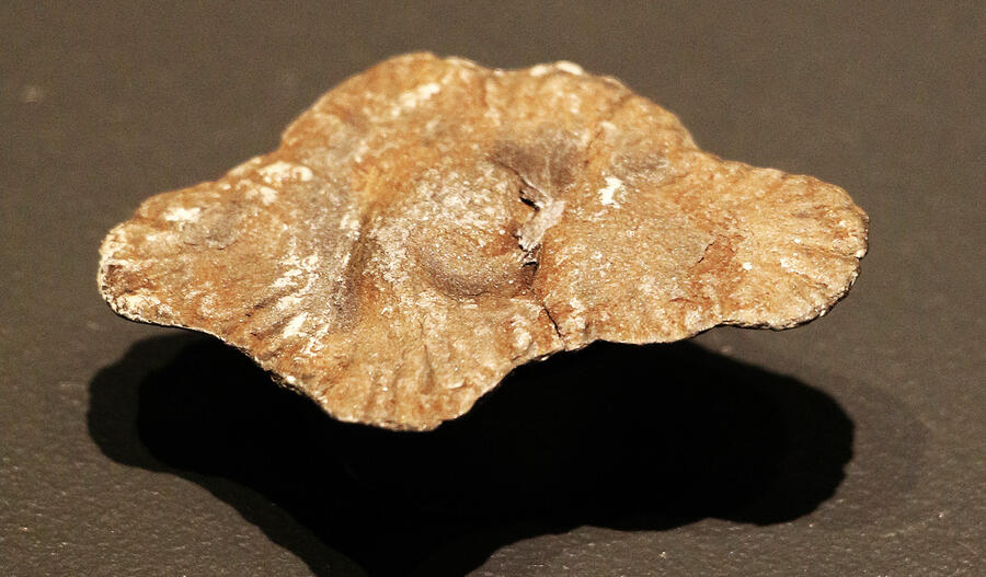 Les Gabonionta constituent un groupe fossile d'organismes multicellulaires macroscopiques datant de 2,1 milliards d'années. OLIVIA LANGE