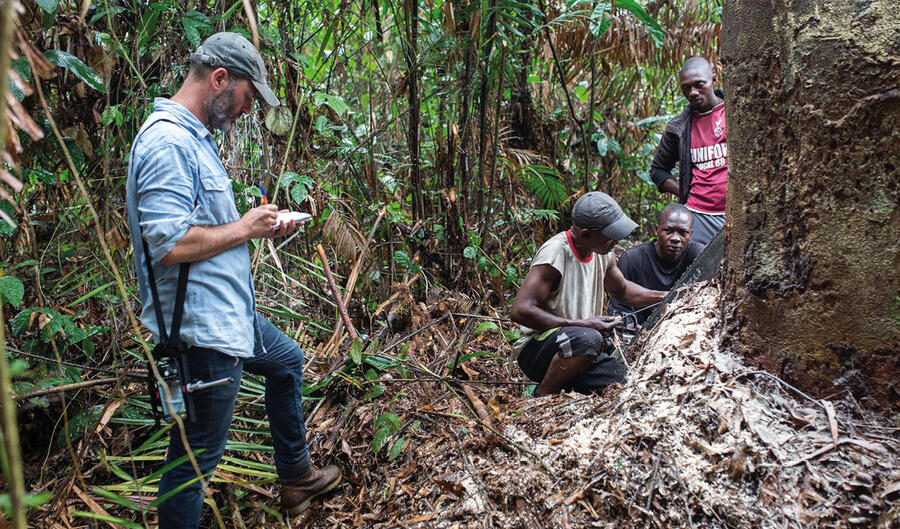 Le journaliste observe un exploitant forestier abattre un arbre de plus de 30 mètres de haut dans la forêt tropicale de la province de l'Équateur (RDC). PAU COLL
