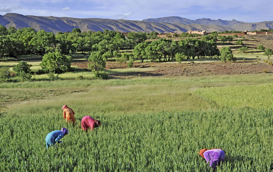 Des agricultrices à l'œuvre, au Maroc. SHUTTERSTOCK