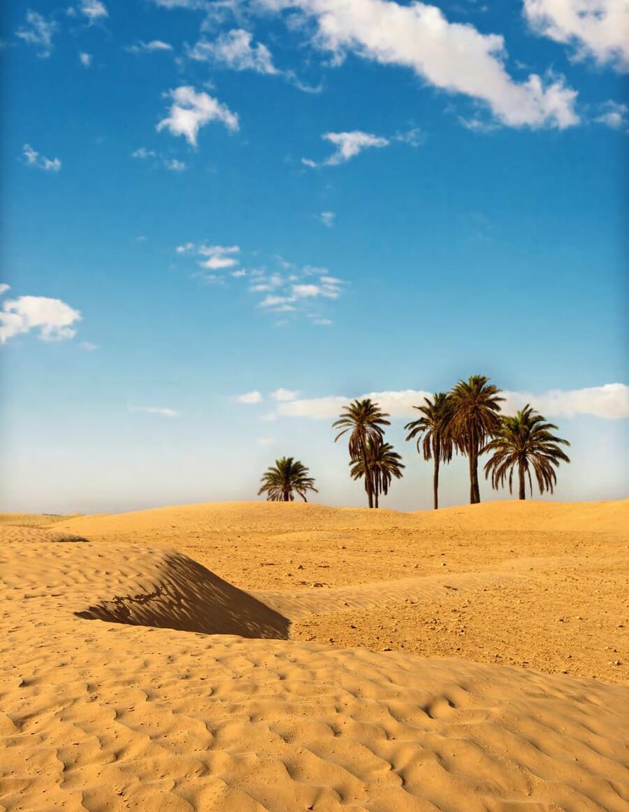 Une oasis à Douz, près de Jemna, dans le sud-ouest. SHUTTERSTOCK
