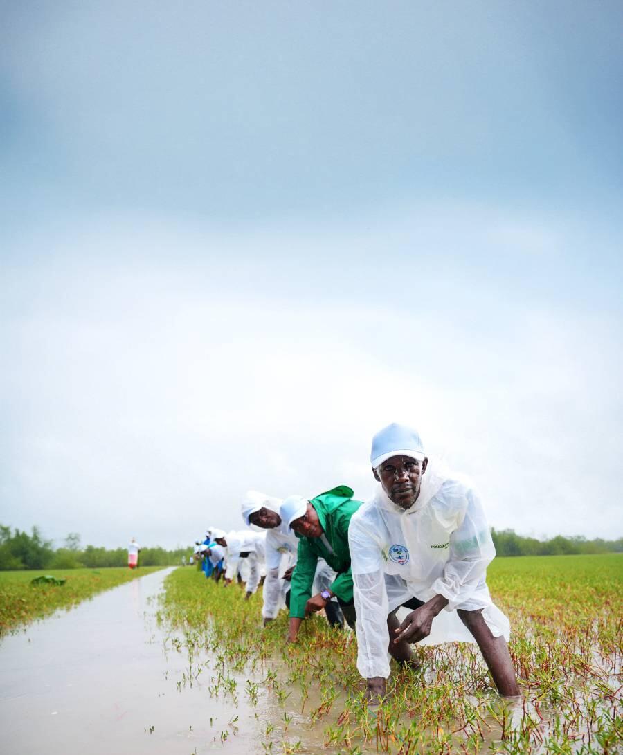 Exploitation de riz en Guinée. Les engrais au coeur de la problématique de sécurité alimentaire.
OCP DR