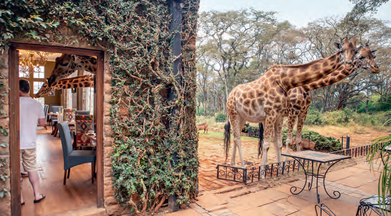 GIRAFFE MANOR.ROBIN MOORE