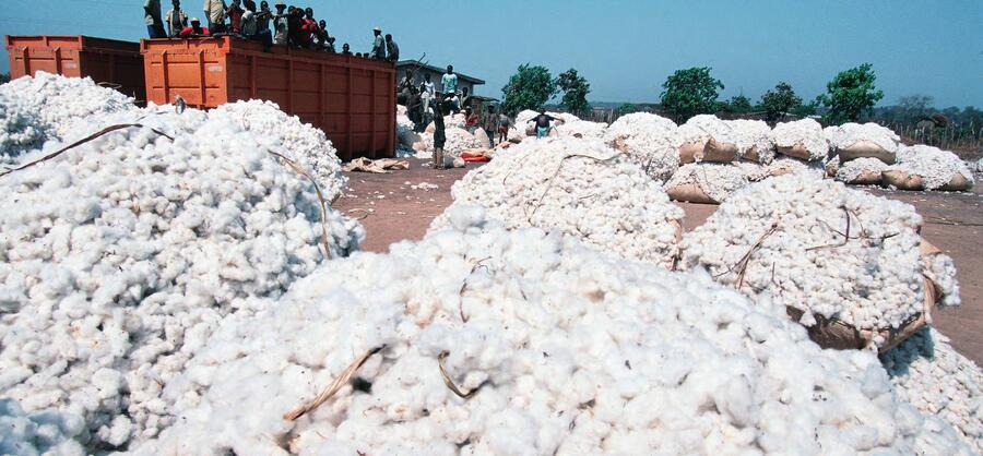 Ramassage de l’or blanc à Korhogo. La filière compte 132 000 producteurs. DANIEL RIFFET/NATURIMAGES