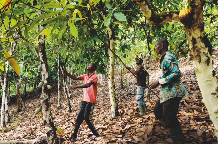 Récolte de cabosses de cacao à Man, à l’ouest du pays.ZIV KOREN/POLARIS/STARFACE