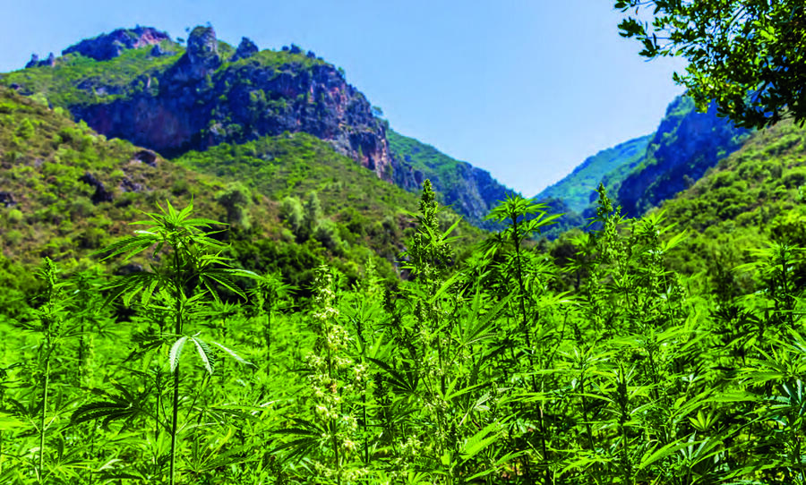Cette plante est cultivée sur une surface d’environ 60 000 hectares, dans la région du Rif.SHUTTERSTOCK