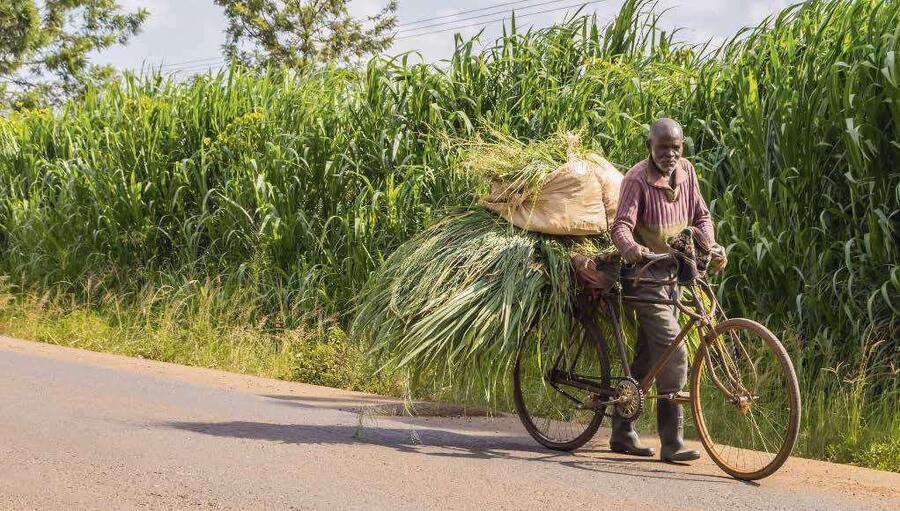 80 % des paysans du pays cultivent de petites exploitations.SHUTTERSTOCK