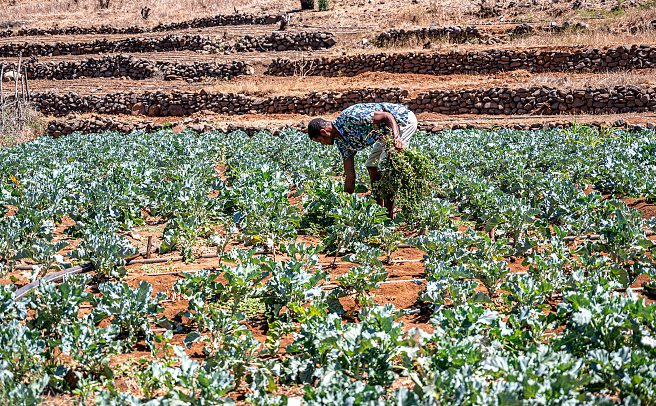 La Fondation appuie les agriculteurs, comme ici au Cap Vert, pour faire face aux problématiques de salinité. OCP