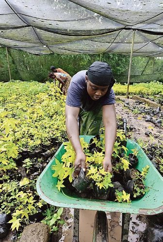 Une femme contribue au reboisement de la forêt classée de la Téné, véritable symbole de la lutte contre la déforestation. DR