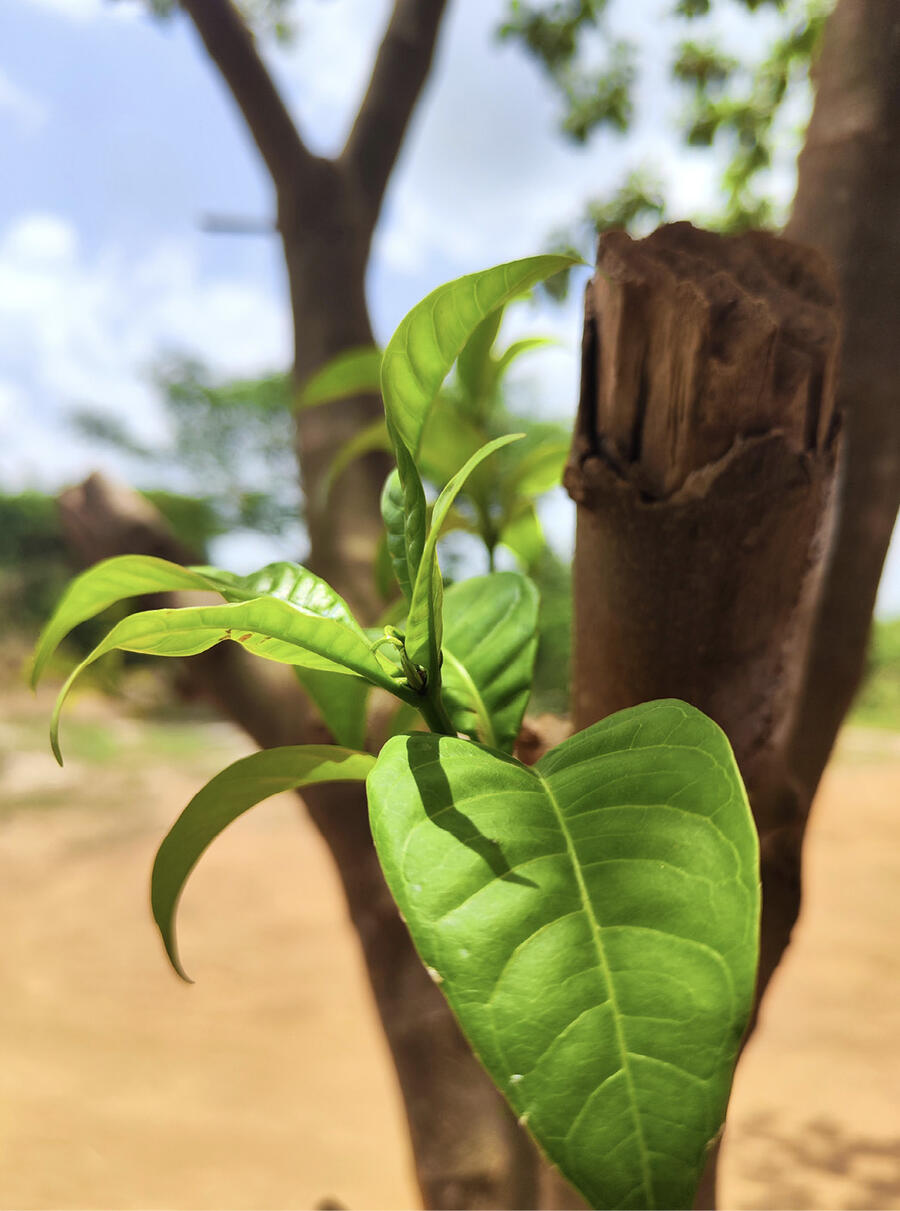 L'iboga, arbuste endémique du Gabon, est surnommé le « bois sacré ». Ses racines sont utilisées au cours des cérémonies bwiti. SUTTERSTOCK